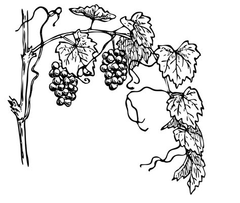 Grapevine Clipart Illustration Free Stock Photo - Public Domain ... | Vine drawing, Grape ...