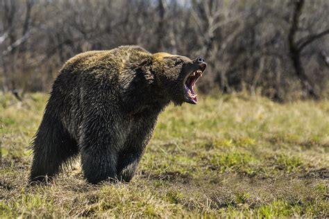 Fighting a hostile environment: How to survive in the Russian taiga ...