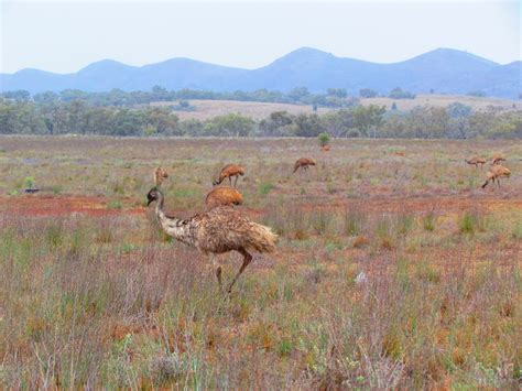 Travels with Kylie: Animals of the Outback