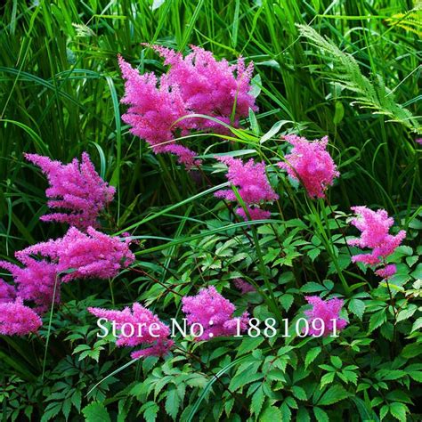 Rare Purple Astilbe Chinensis Seeds Balcony Garden Patio Potted Bonsai Plants Chinese Astilbe ...