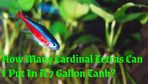 How Many Cardinal Tetras Can I Put In A 7 Gallon Tank?: Tips And Facts ...