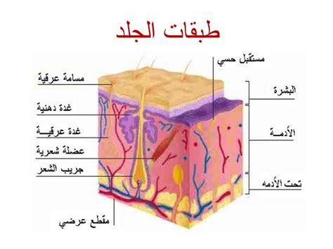 الاستقبال الالي ( الجلد )