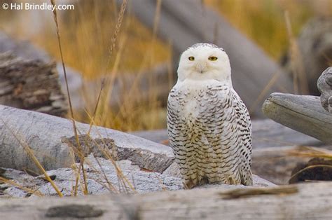 Four Snowy Owl Facts - Travel 4 Wildlife