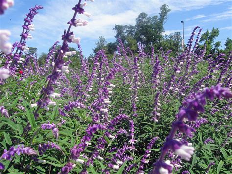 Purple Sage - Hello Hello Plants & Garden Supplies