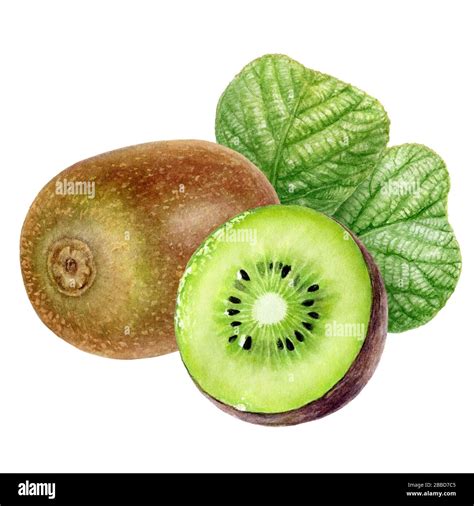 Kiwi fruit set watercolor isolated on white background Stock Photo - Alamy