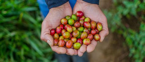 Coffee farmers: More than a job, a Tradition - Cameron's Coffee