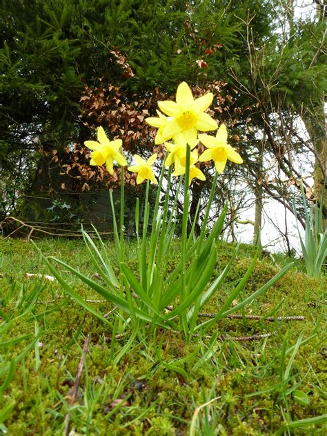 Low angle view of a cluster of yellow daffodils Creative Commons Stock ...