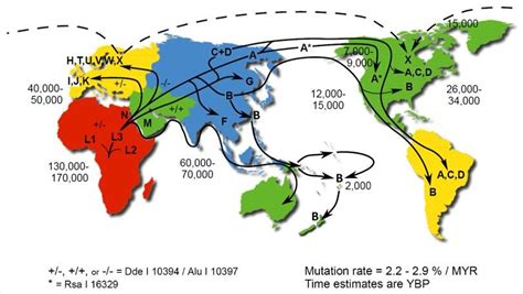 10: Map of continent specific mitochondrial haplogroups. Haplogroups ...