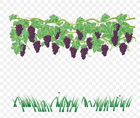 Grape Vine Cartoon