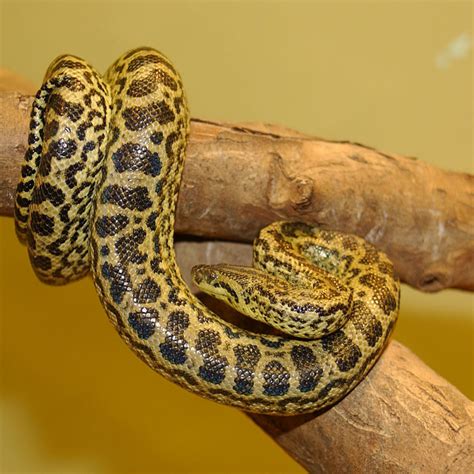 Anaconda Snake Facts - Different Types of Anacondas - HubPages