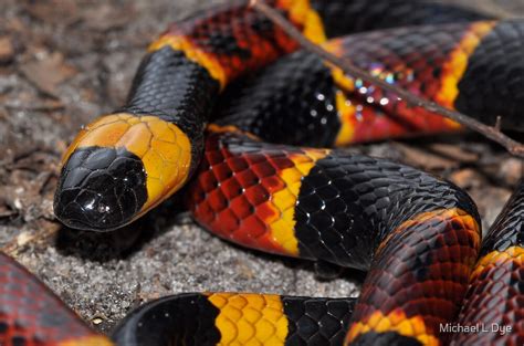 Micrurus fulvius | Coral snake, Snake, Milk snake