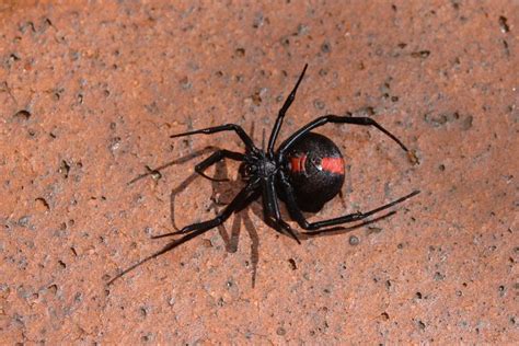 Venomous redback spiders zero in on Tokyo | South China Morning Post