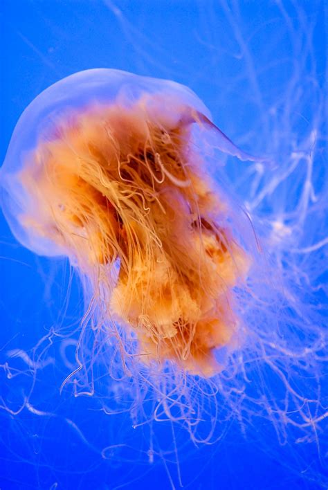 Moon Jellyfish Facts: Animals of North America - WorldAtlas