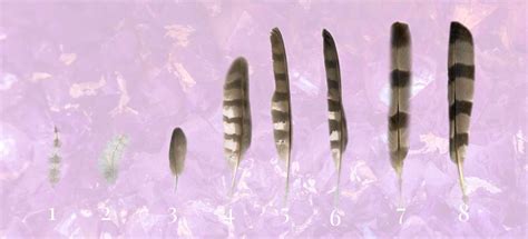 Hawk Feather Meaning - What does it mean? | Auntyflo.com