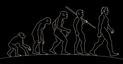 Evolución humana: etapas del origen del hombre - Toda Materia