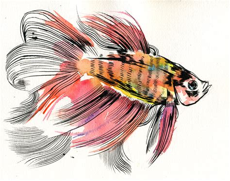 MC drawn: fish — sketch: watercolour, brush and ink