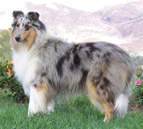 1000+ images about {GROUP} Rough Collies (aka Lassie) - Best Dog Breed ...