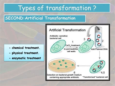 Transformation in bacteria