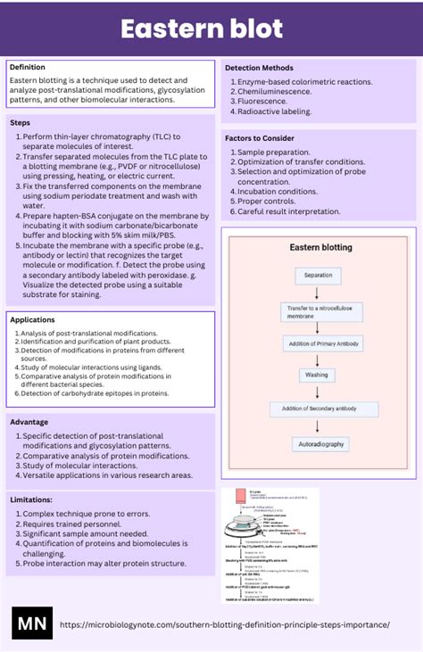 Southern blotting definition principle steps importance – Artofit