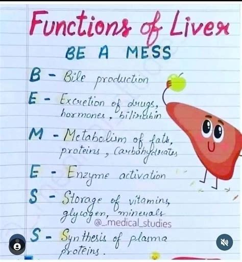 Functions of liver mnemonics easy to remember Medical hand written notes | Medical school stuff ...