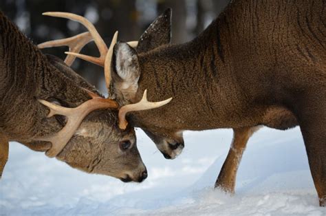 Why Do Whitetail Bucks Shed Their Antlers | Mossy Oak Gamekeeper