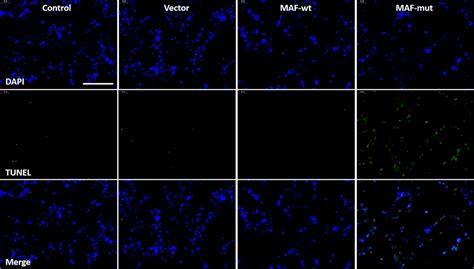 Apoptosis analysis by TUNEL staining in the presence of wild-type or... | Download Scientific ...