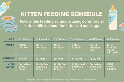 Kitten Feeding Schedule: From Newborn to One Year