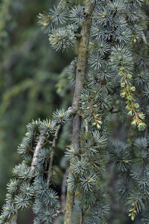 Blue Atlas Cedar: Plant Care & Growing Guide