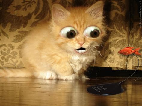 This freaks me out. | Funny cat wallpaper, Funny cat photos, Cat pics