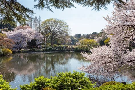 The Pond and Cherry-blossom Trees in Shinjuku,Tokyo Stock Photo - Image of outdoor, landscape ...