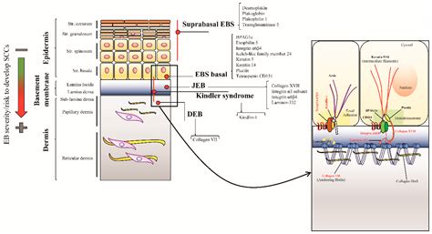 PDF Epidermolysis bullosa PDF Télécharger Download