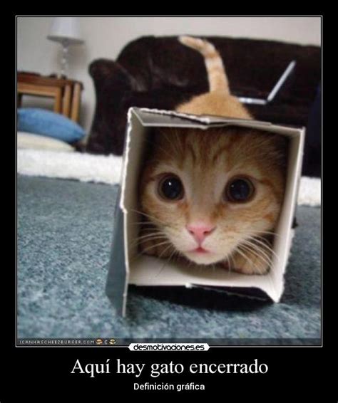 Aquí hay gato encerrado | Desmotivaciones