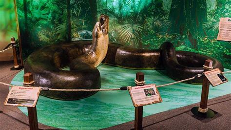 Titanoboa Human Comparison