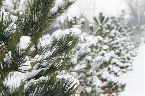 Free Stock Photo of Row of Pine Trees Covered in Snow