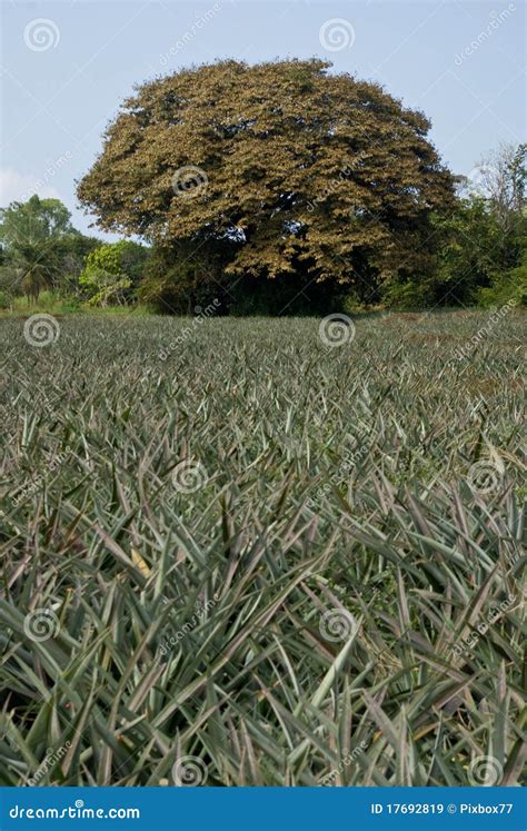 Tree in the pineapple farm stock image. Image of green - 17692819