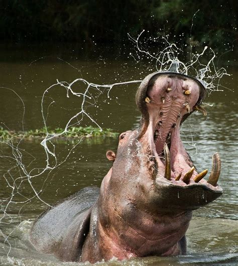 . Hippopotamus. Photography by @ (Ale Olivieri). In order to show his dominance this hippo bull ...
