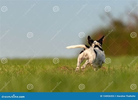 1,029 Dog Running Away Stock Photos - Free & Royalty-Free Stock Photos ...