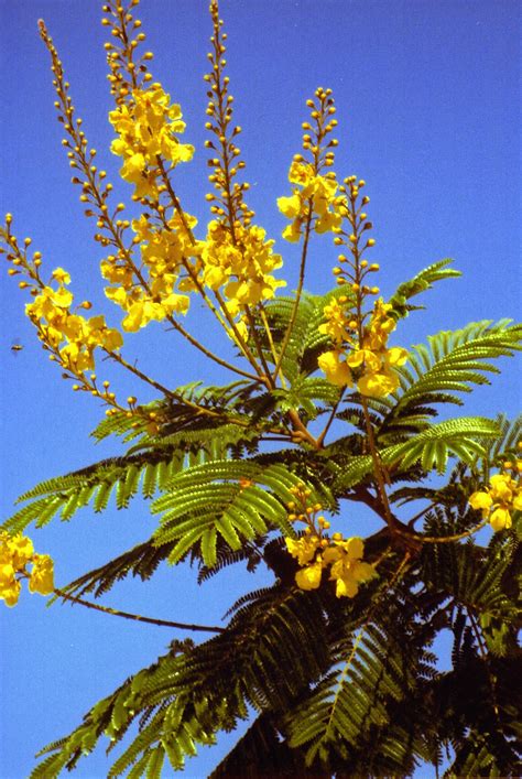 Yellow Royal Poinciana tree bloom Garden Trees, Flowers Garden, Yellow Flowers, Beautiful ...