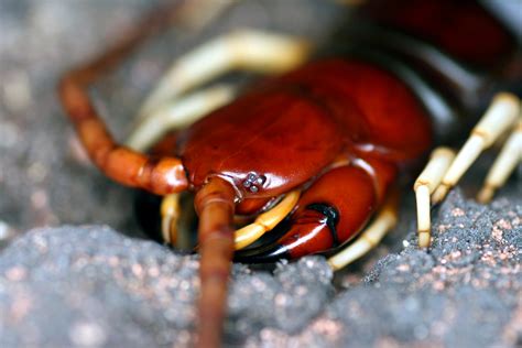 And I Think to Myself...What A Wonderful World.: Creature Feature: Scolopendra gigantea.