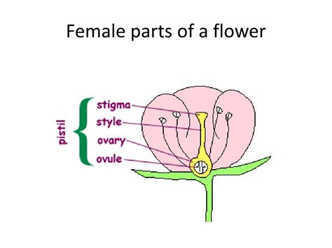 PPT - Parts of flower PowerPoint Presentation, free download - ID:2853115