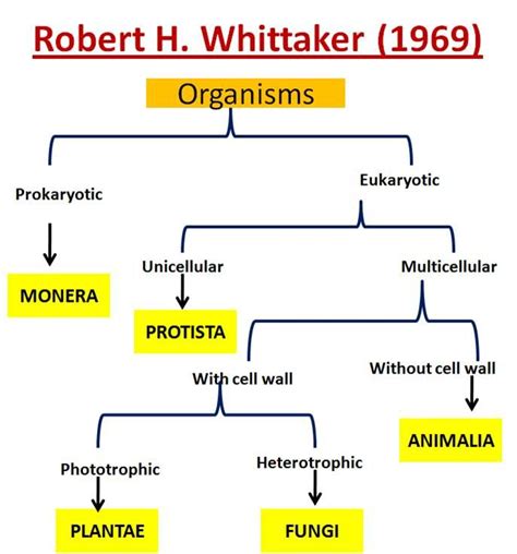 Image result for five kingdom classification | Biology facts, Study ...