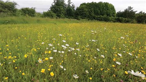 GAA has not yet completed registration of Rathcoole lands | Echo.ie