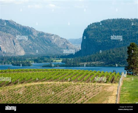 BLUE MOUNTAIN VINEYARDS OKANAGAN FALLS VASEAUX LAKE SOUTH OKANAGAN VALLEY BRITISH COLUMBIA ...