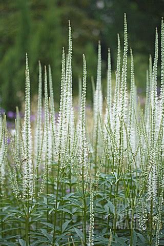 TRE17049- VERONICASTRUM VIRGINICUM 'ALBUM' : Asset Details -Garden ...