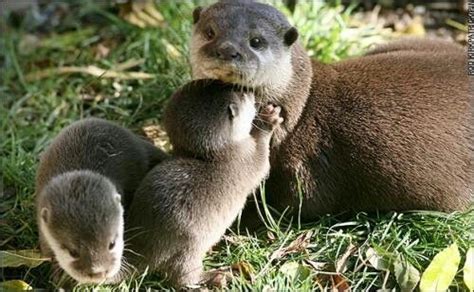 I love this. ... mama otter and her cubs. | Baby animals, Cuddly animals, Mother and baby animals