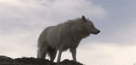 Wolf Howling Olf GIF - Find & Share on GIPHY