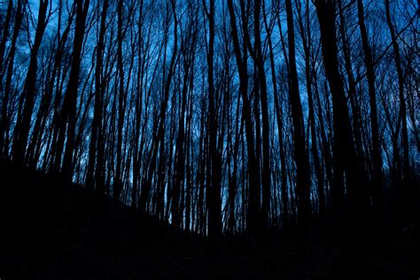 Forest and trees at night in the darkness image - Free stock photo - Public Domain photo - CC0 ...