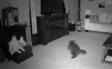 The owner of the haunted house filmed how the ghost scared her cat