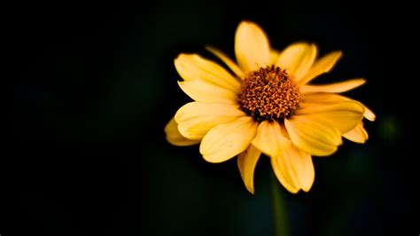 Macro Flowers wallpaper | 1920x1080 | #66502