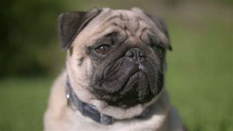 An adorable pug barking - YouTube